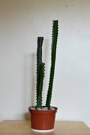 Can you root a christmas cactus? Byov Bring Your Own Vegetables How To Propagate An African Milk Tree