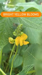 Image result for Vigna umbellata