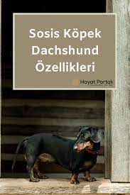 sosis kopek dachshund ozellikleri ve bakimi kopek dakhund sosi s