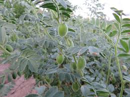 Image result for Cicer arietinum