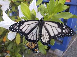 White Monarch Butterflies Monarch Butterfly Beautiful Butterflies Butterfly Pictures