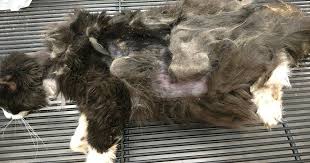 Apart from the fur, each long haired cat breed has particular characteristics. Feral Cat With Shocking Matted Fur Rescued Cole Marmalade