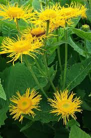 Image result for Inula