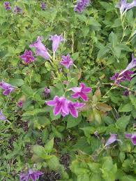 Image result for Asystasia intrusa