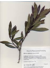 Image result for Myrica salicifolia