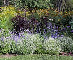 Image result for Ageratum