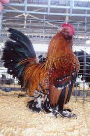 Check spelling or type a new query. Pin On Breeds For Your Organic Farm