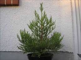 Maybe you would like to learn more about one of these? Giant Sequoia Growing 2 Years Timelapse Youtube