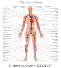 Anatomy Charts Stock Vectors Images Vector Art Shutterstock
