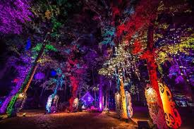 How To Curate Non Music Programming At A Music Festival Forest Light Electric Forest Festival Electric Forest
