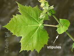 Image result for Stipularia