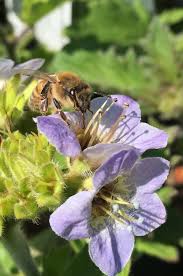 Image result for Lessertia macrostachya