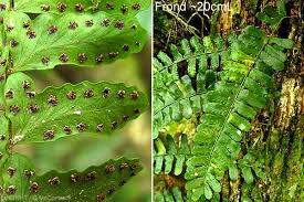 Image result for Arthropteris