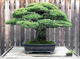 Noted for the exceptional blue color of its foliage, pinus parviflora 'miyajima' (japanese white pine) is a dwarf evergreen coniferous shrub of dense, globose habit with a particularly attractive foliage of. Hands Down Our New National Bonsai Website Bonsai Bark