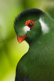 quetzals are strikingly colored birds in the trogon family found in forests and woodlands esp in humid highlands the euptilot vogel fotos bunte vogel tiere