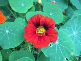 Image result for Nasturtium