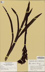 Image result for Disa stairsii