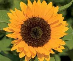 Sunflower Zohar Og Flower Seeds Sunflower Clipart Sunflower