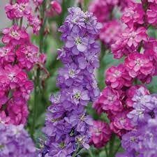 Matthiola Incana Gillyflower Ein Gillyflower Incana Matthiola Annual Plants Plants Stock Flower