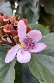 Image result for Bixa orellana