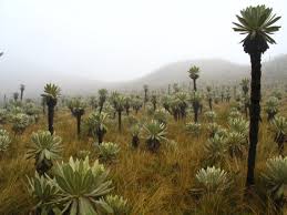 Смотреть в itunes → смотреть в google play →. Espeletia Pflanze Im El Angel Naturreservat In Ecuador Galapagos Pro