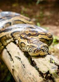 They can walk, run and climb trees. 31 African Rock Python Facts Both Species Africa S Largest Snake Storyteller Travel