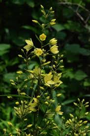 Image result for Lysimachia ruhmeriana