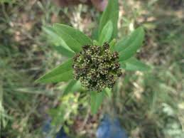 Image result for Blepharispermum