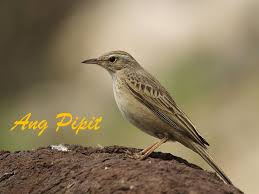 Ang pipit (not yet done). My Philippines Ang Pipit