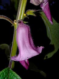 Image result for Sesamum radiatum