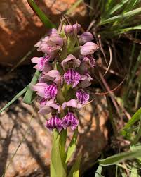 Image result for Brachycorythis velutina