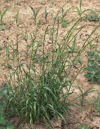 Image result for Lolium multiflorum