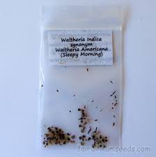 Image result for Waltheria
