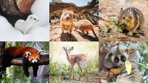 Let's find out about these creatures that are marvelous to look at, but, menacing to deal with: The Cutest Animals In The World That You Never Knew Existed Cn Traveller