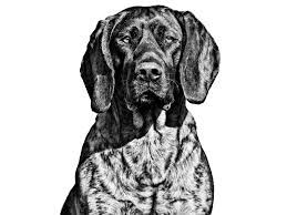 Image result for hannoverský barvář