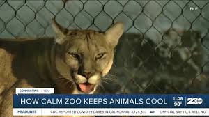 Cool conversation view photo gallery leslie leonard and jeremiah williams, both of sunderland, enjoy the cool water of the mill river in northampton on monday. How Calm Zoo Keeps Animals Cool During High Heat Youtube
