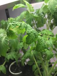 Tomato Leaves Are Curling Is This A Sign Of Over Or Under Watering Gardening Garden Diy Home Flowers Roses Plant Leaves Tomato Leaves Curling Watering
