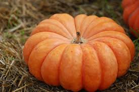 Image result for Cucurbita