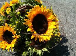 Fun Fact Sunflower Heads Consist Of 1 000 To 2 000 Individual Flowers Joined Together By A Receptacle Base The Large Pet Sunflower Head Sunflower Receptacles
