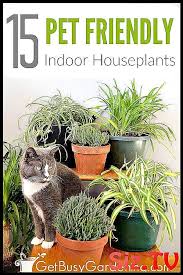 Shop indoor plants safe for your cat or dog. 15 Indoor Plants That Are Safe For Cats And Dogs Houseplants And Pets Don T Always Get Along Pflanzen Giftige Pflanzen Haustiere