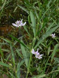 Image result for Justicia odora