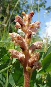 Image result for Orobanche