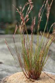 Image result for Schoenus