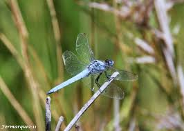 Estos insectos voladores y de colores espectaculares son frecuentemente confundidos con las libélulas, un familiar cercano en este orden. Margil Dibo Caballitos Del Diablo Y Libelulas