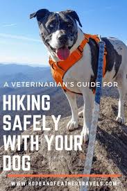 10 Tips To Safely Hike With Your Dog A Veterinarian S Advice Hiking Dogs Dog Walking Dogs