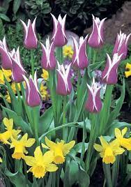 Ballade Bulbs Tulips Bulbs Ballade Buy Tulips Flower Bulbs Online Bulb Flowers Tulip Bulbs Tulips Flowers
