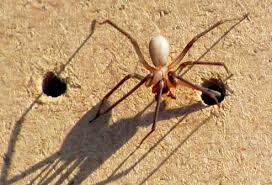 The black widow spider produces a protein venom that affects the victim's nervous system. Spider Bites How Dangerous Are They