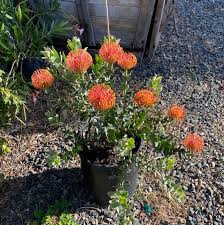 Image result for Leucospermum