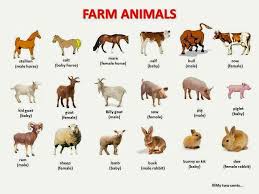 Farm Animals Farm Animals Pictures Animals Name In English Farm Animals