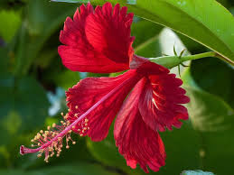 Picture Of Hibiscus Flower Flower Meanings Pictures And Photos Hibiscus Flowers Hibiscus Plant Hibiscus